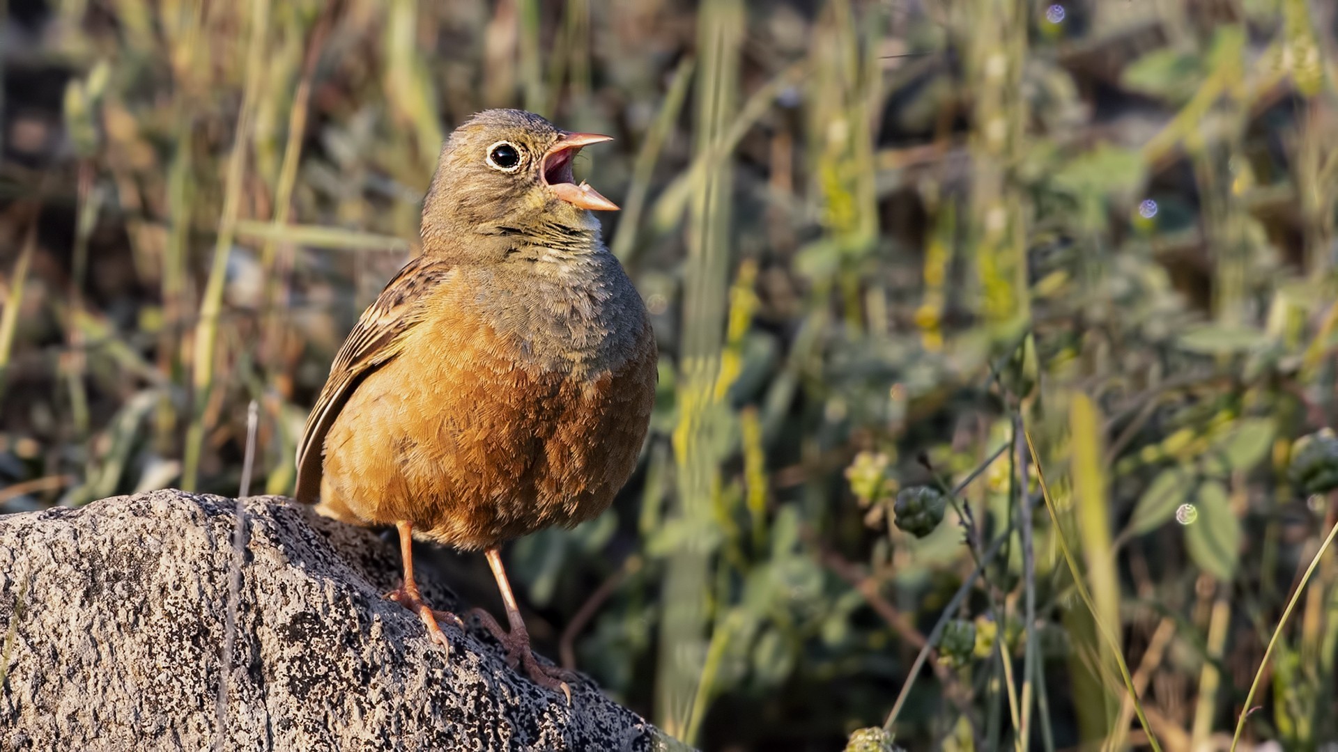 Ortolan Bunting