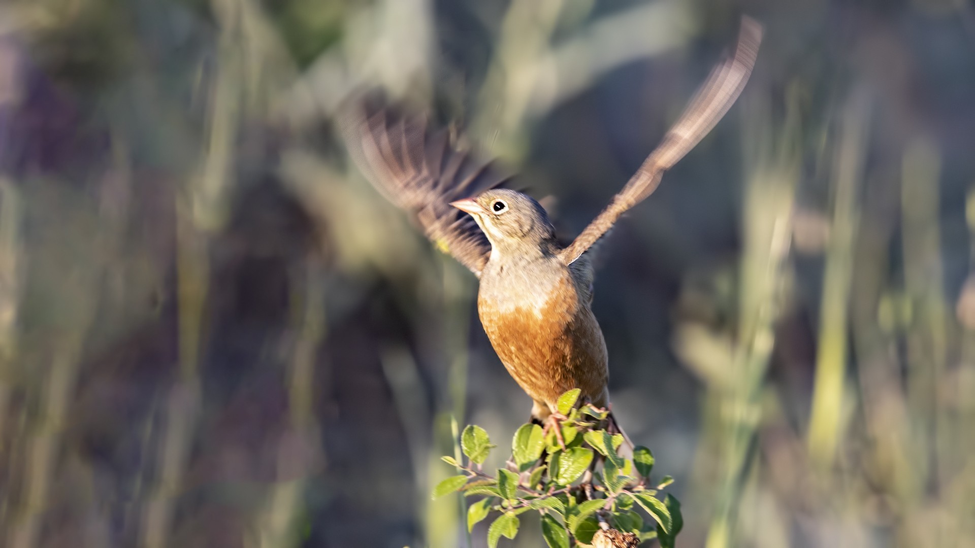 Ortolan Bunting