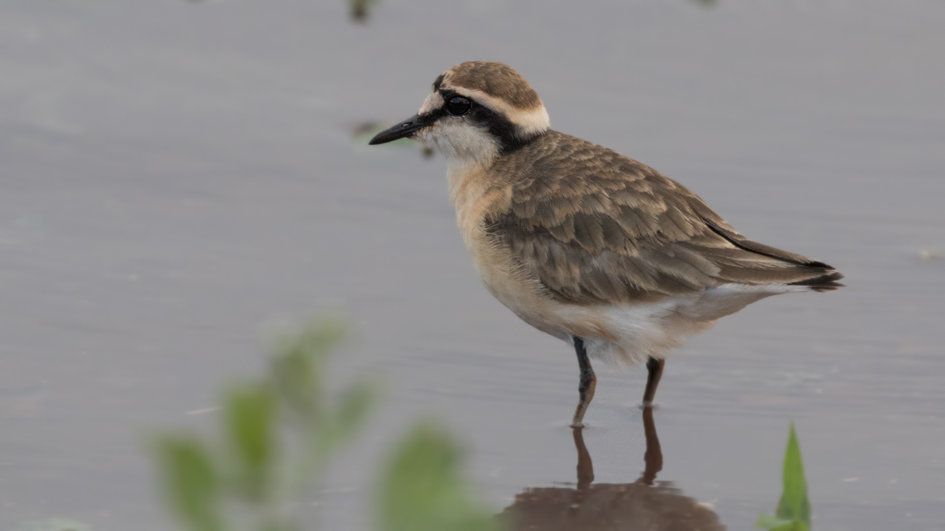 Kittlitz's Plover — Ana fotoğraf