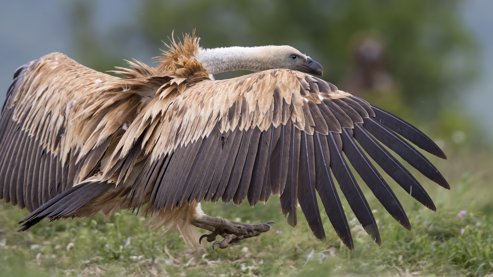 Eurasian Griffon — Ana fotoğraf