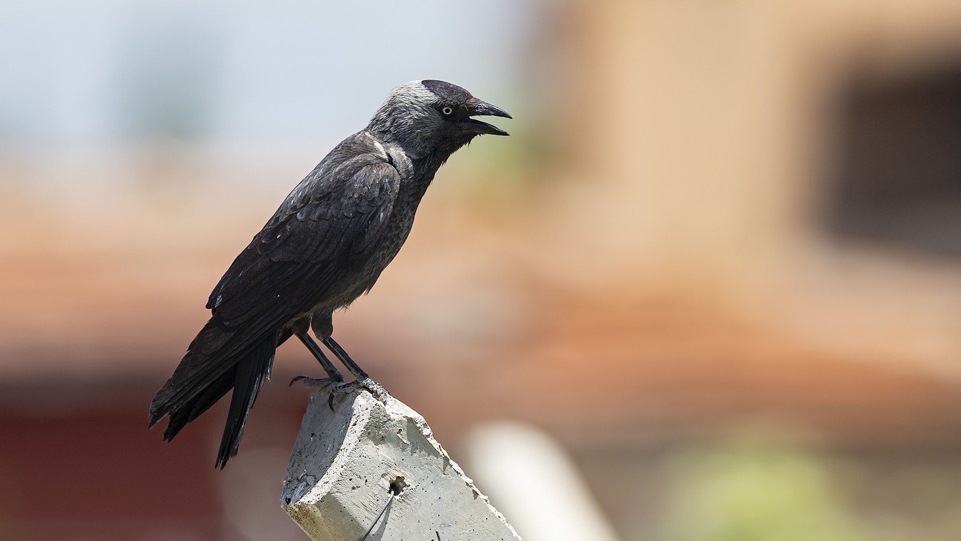 Eurasian Jackdaw