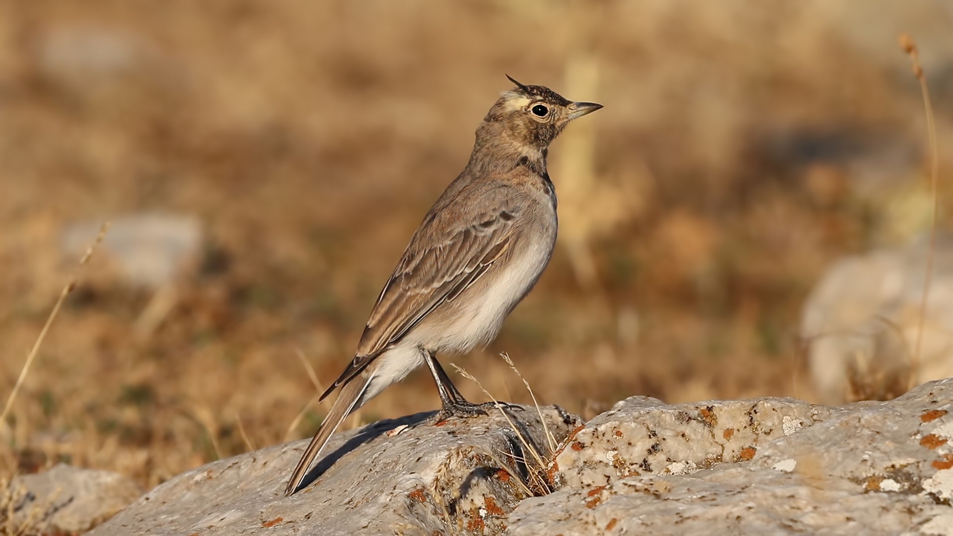Horned Lark