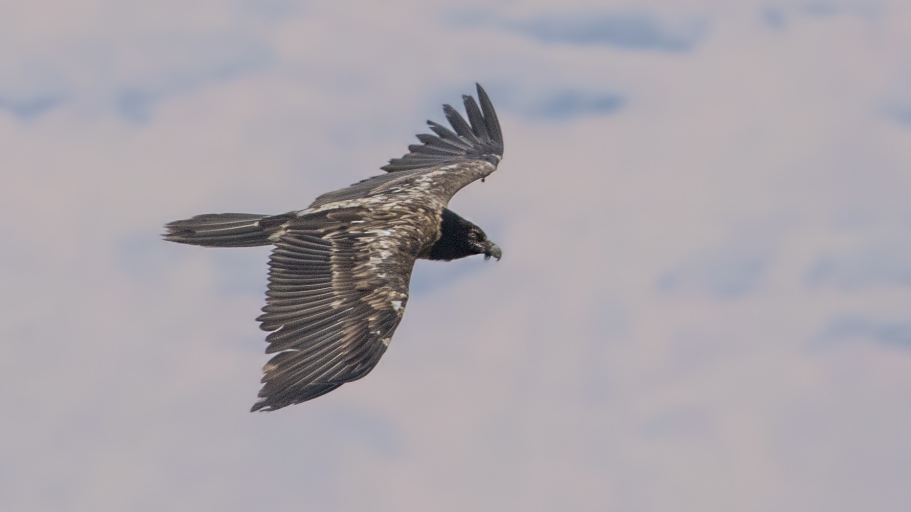 Bearded Vulture