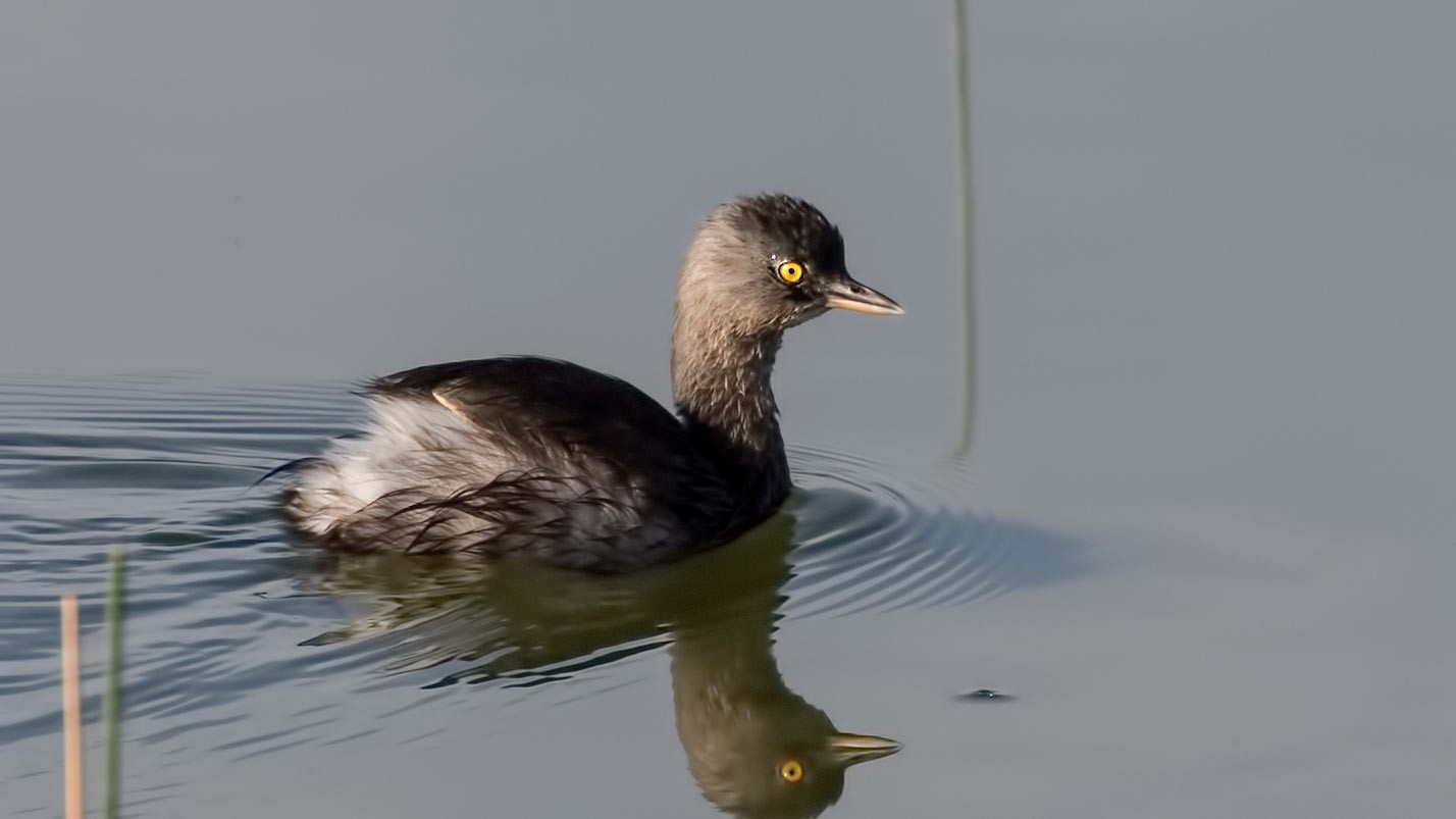 Least Grebe — Ana fotoğraf