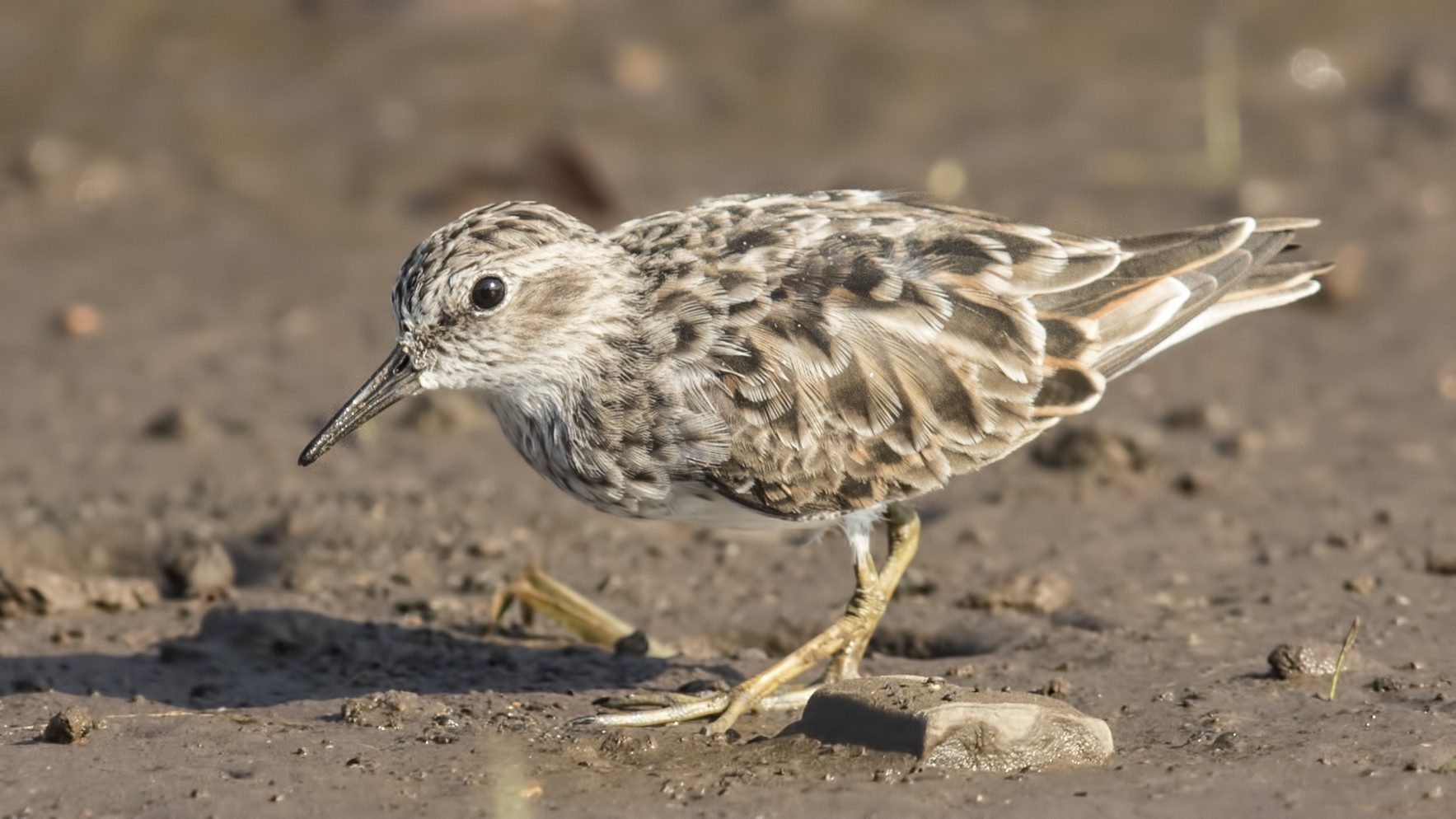 Least Sandpiper — Ana fotoğraf