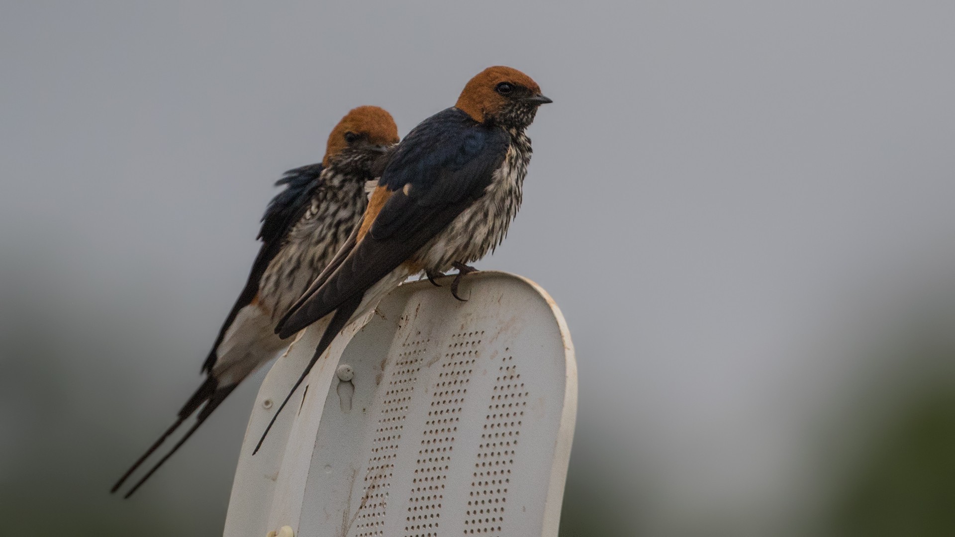 Lesser Striped Swallow