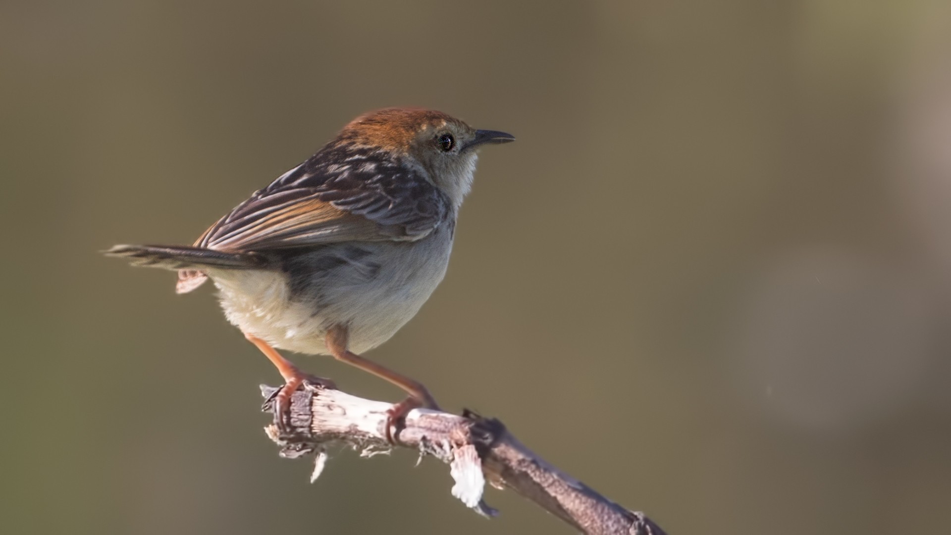 Levaillant's Cisticola — Ana fotoğraf