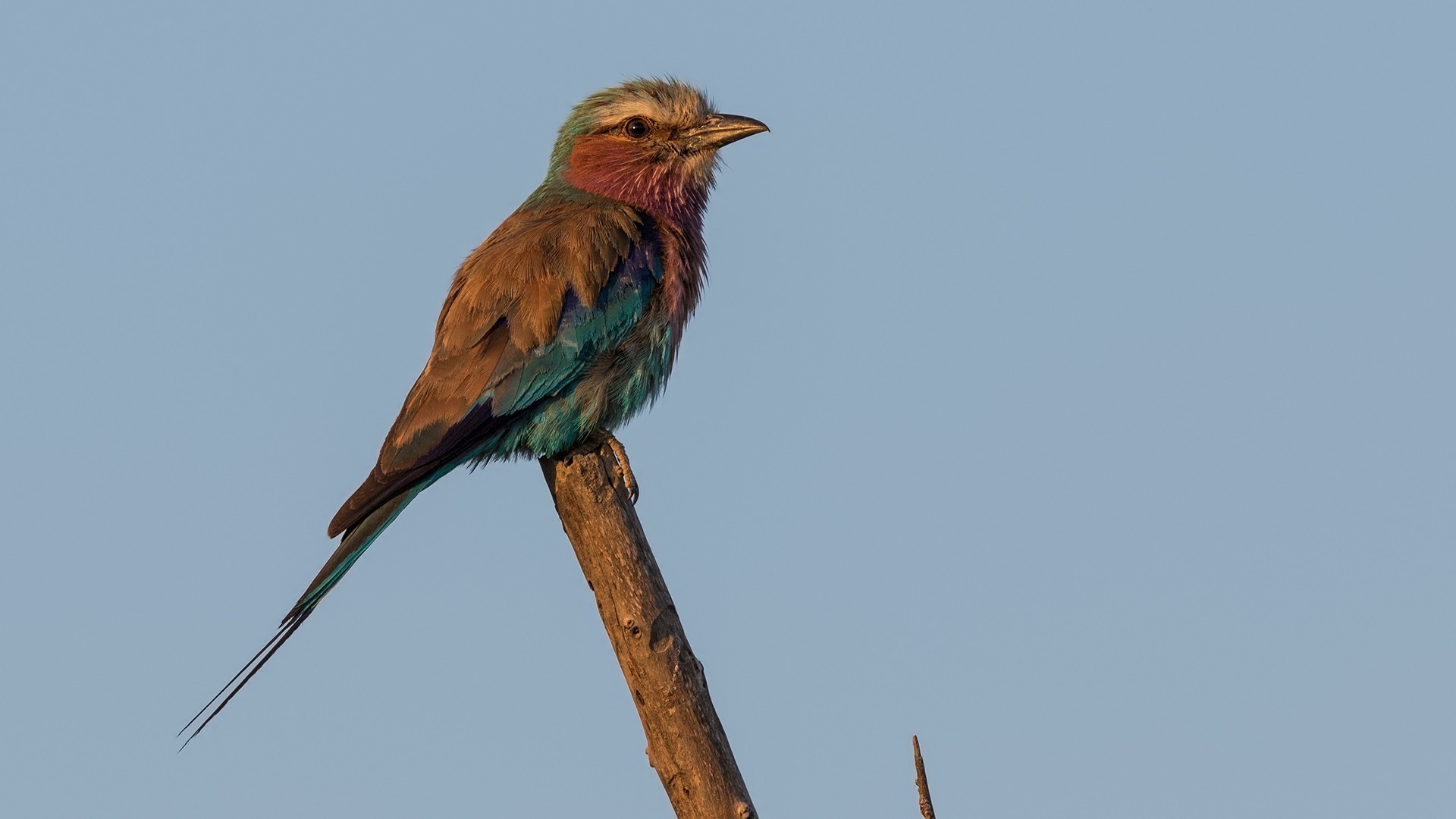 Lilac-breasted Roller — Ana fotoğraf