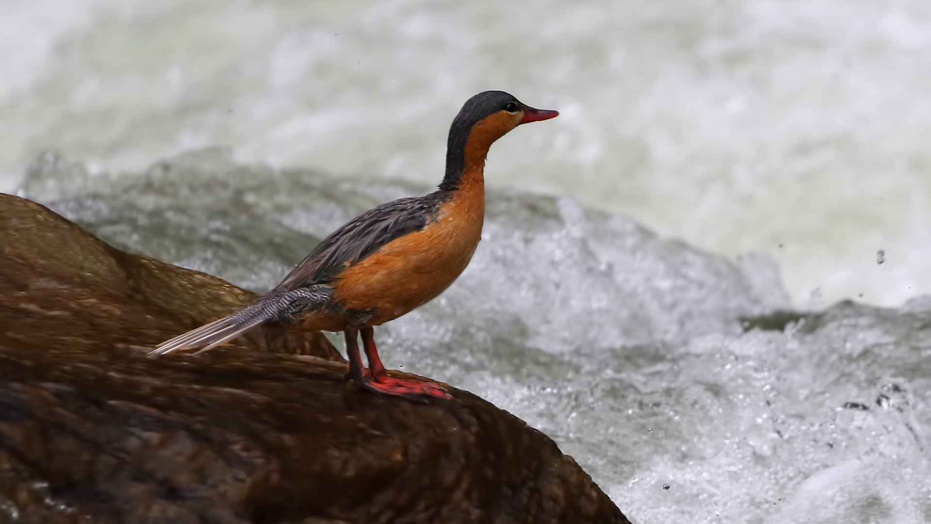 Torrent Duck