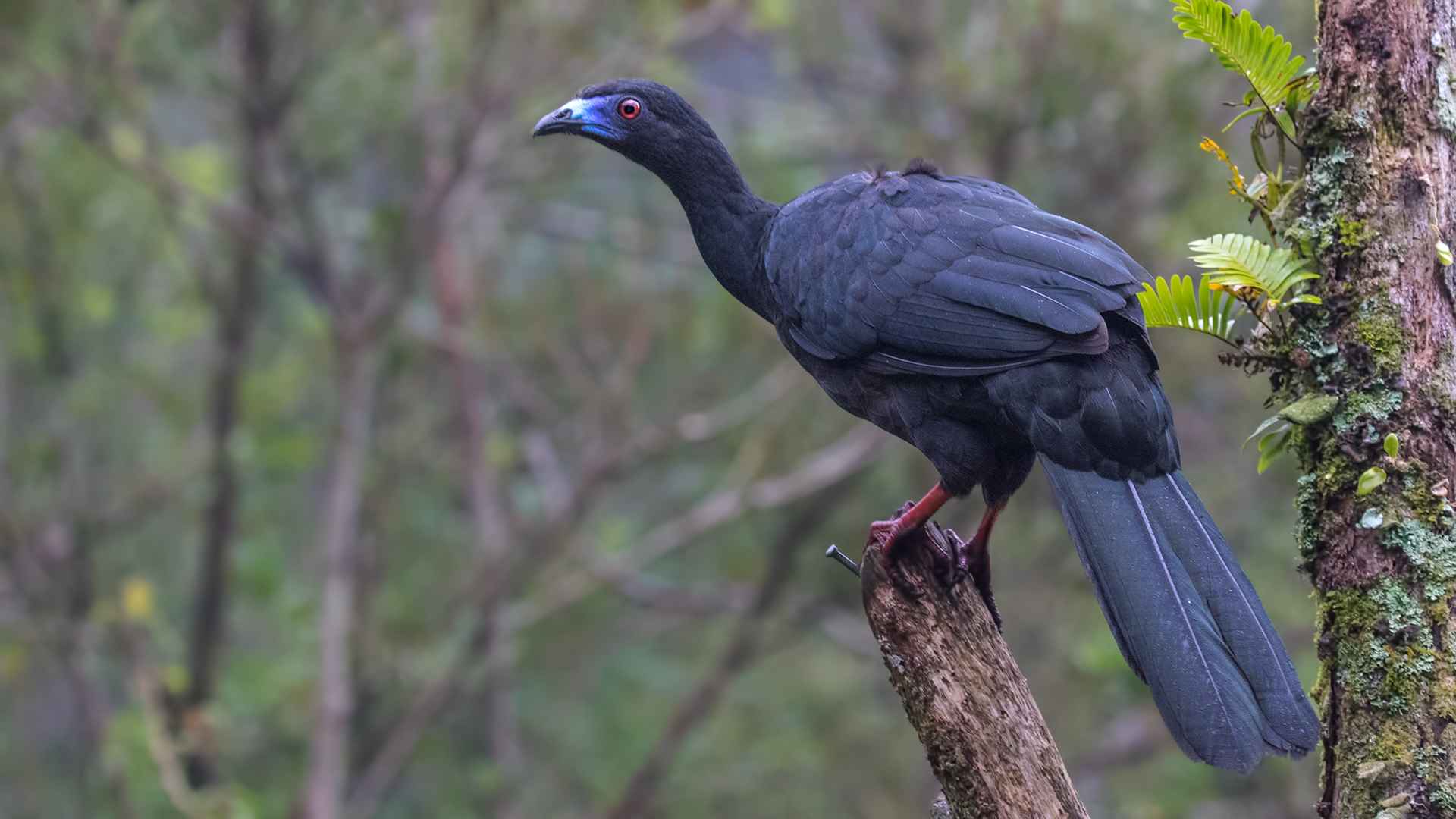 Black Guan