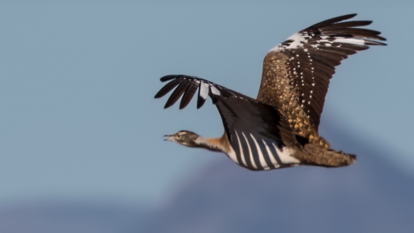 Ludwig's Bustard — Ana fotoğraf