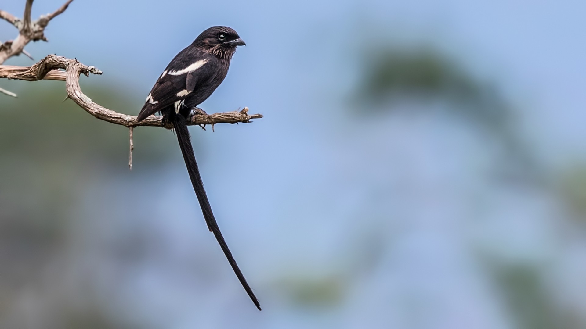 Magpie Shrike