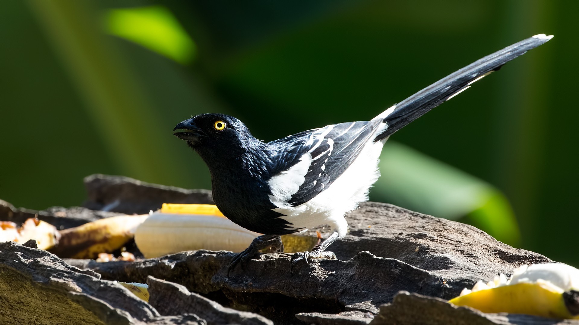 Magpie Tanager — Ana fotoğraf