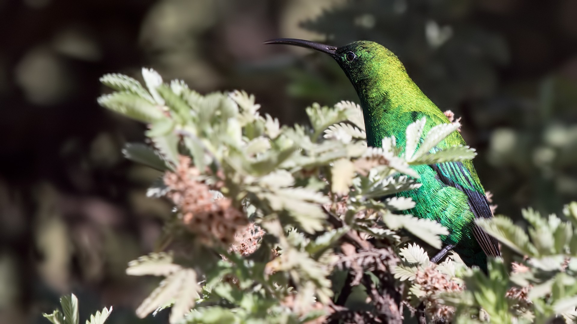 Malachite Sunbird — Ana fotoğraf