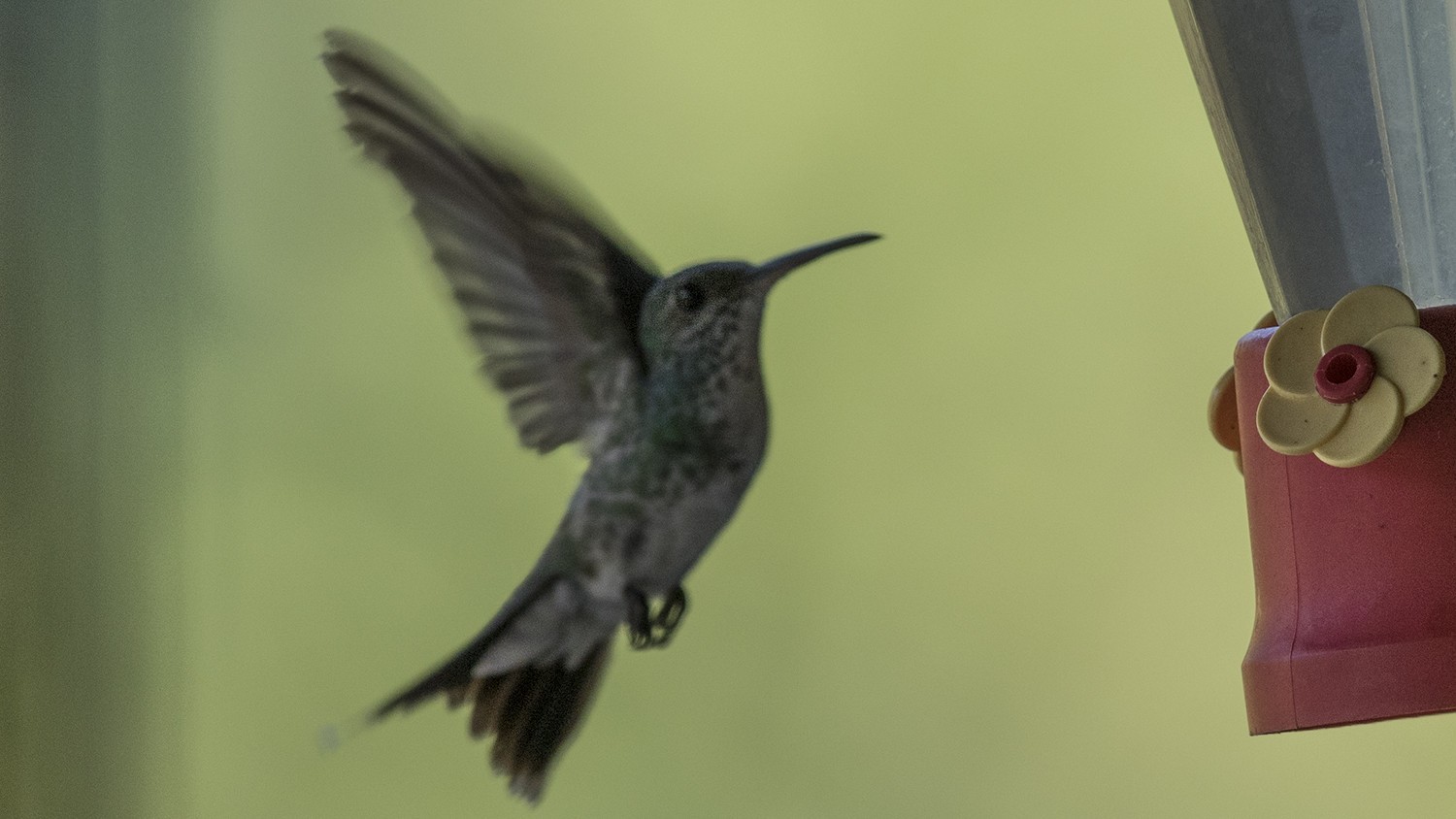 Mangrove Hummingbird — Ana fotoğraf