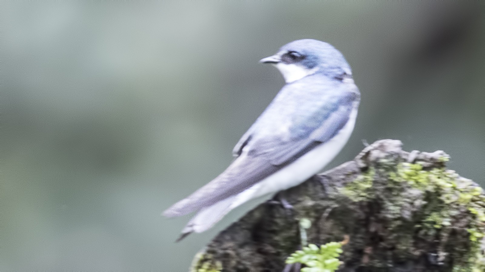Mangrove Swallow