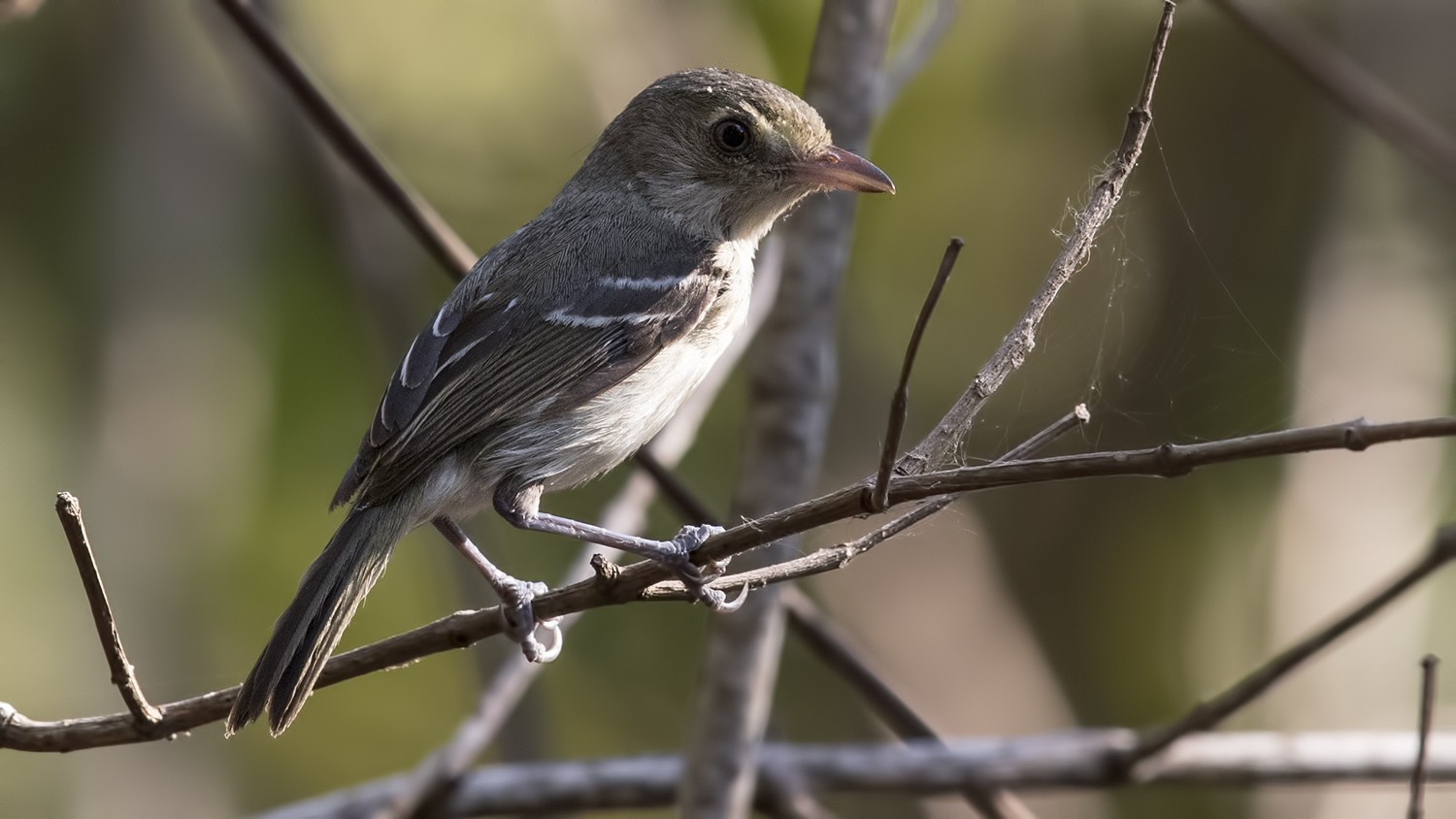 Mangrove Vireo