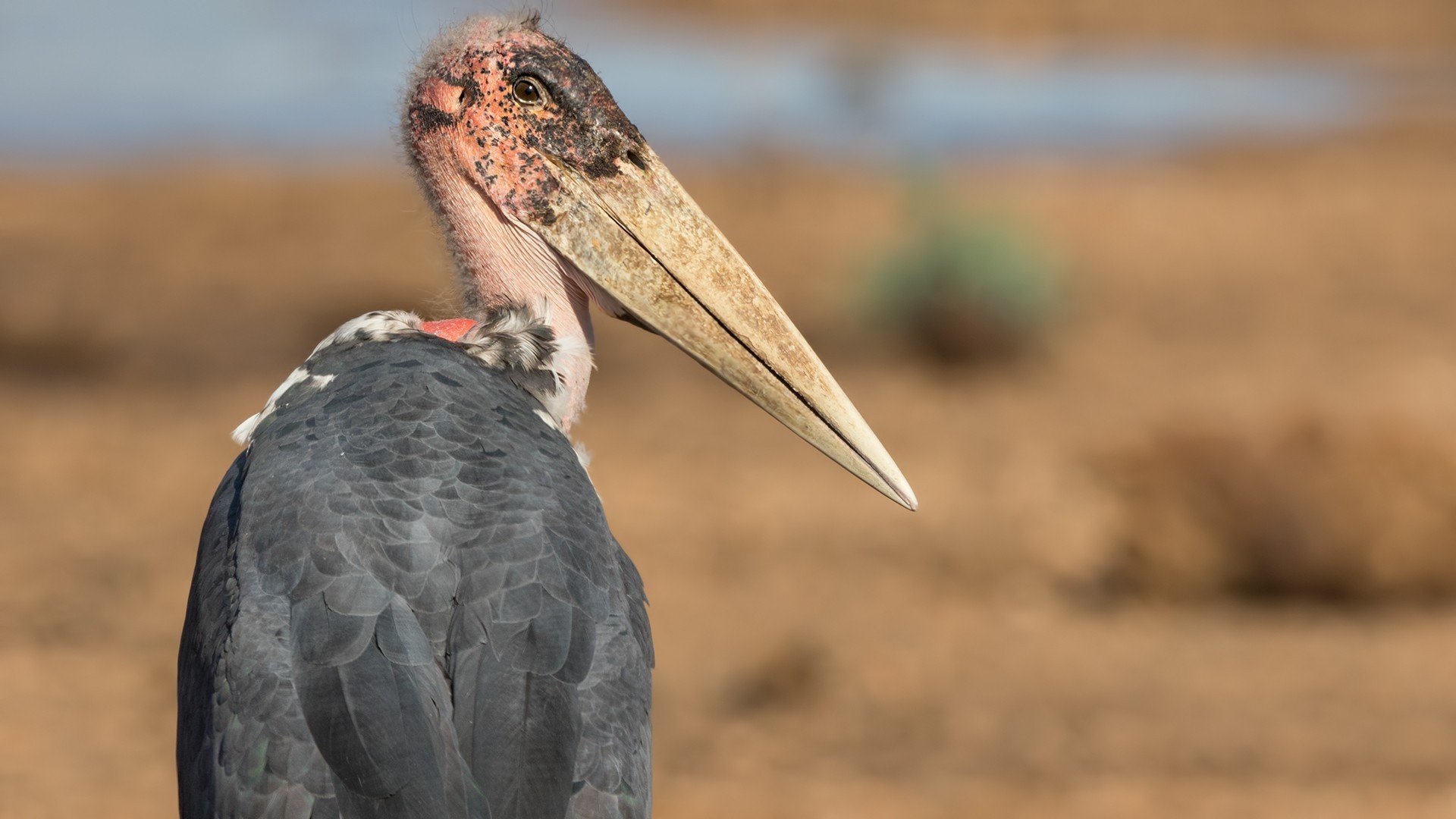Marabou — Ana fotoğraf