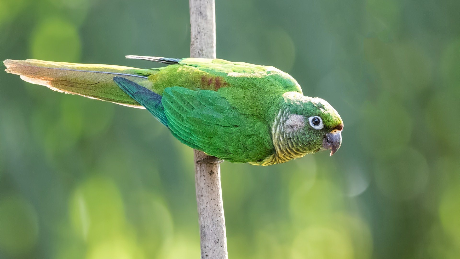 Maroon-tailed Parakeet — Ana fotoğraf