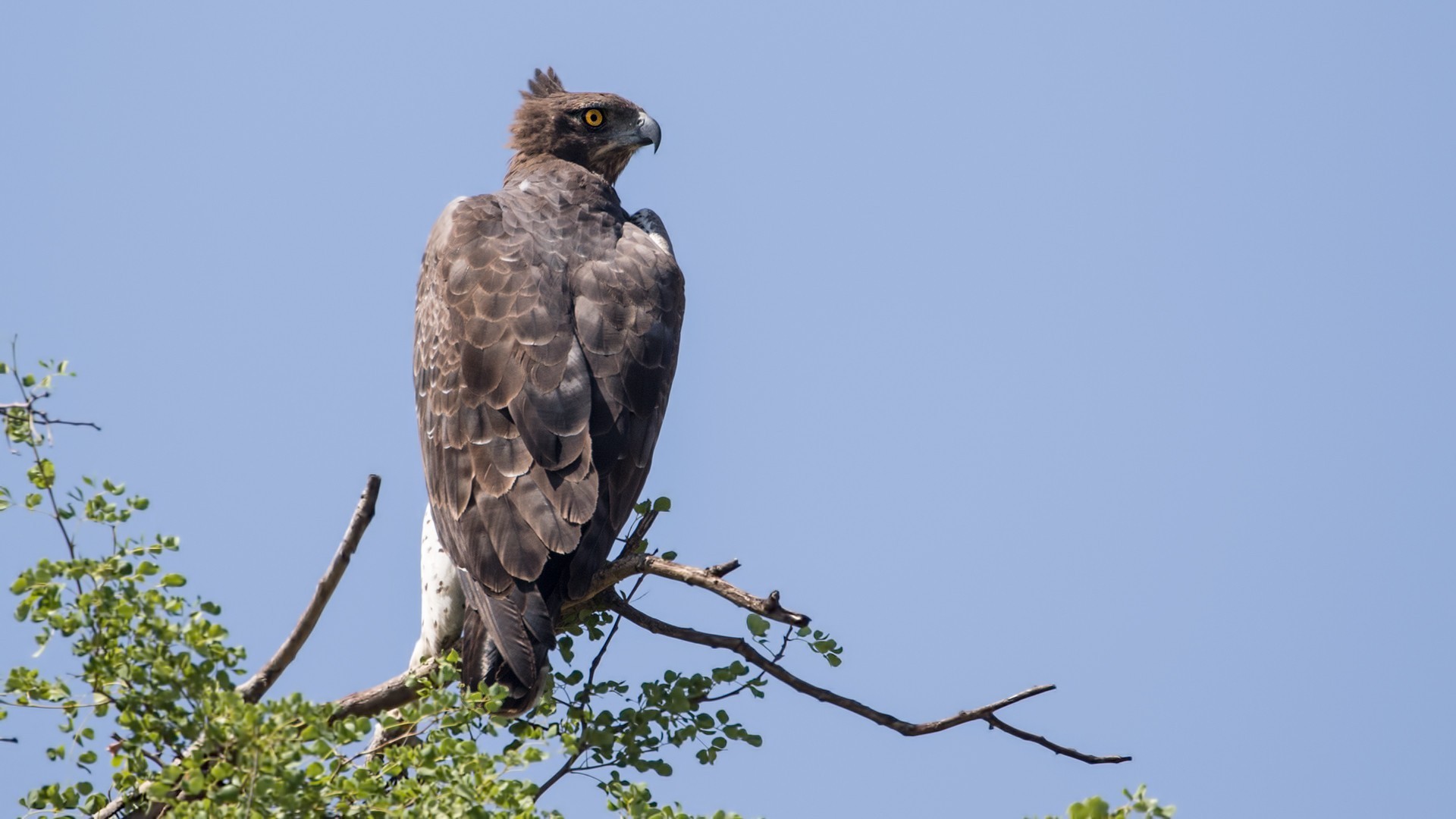 Martial Eagle — Ana fotoğraf