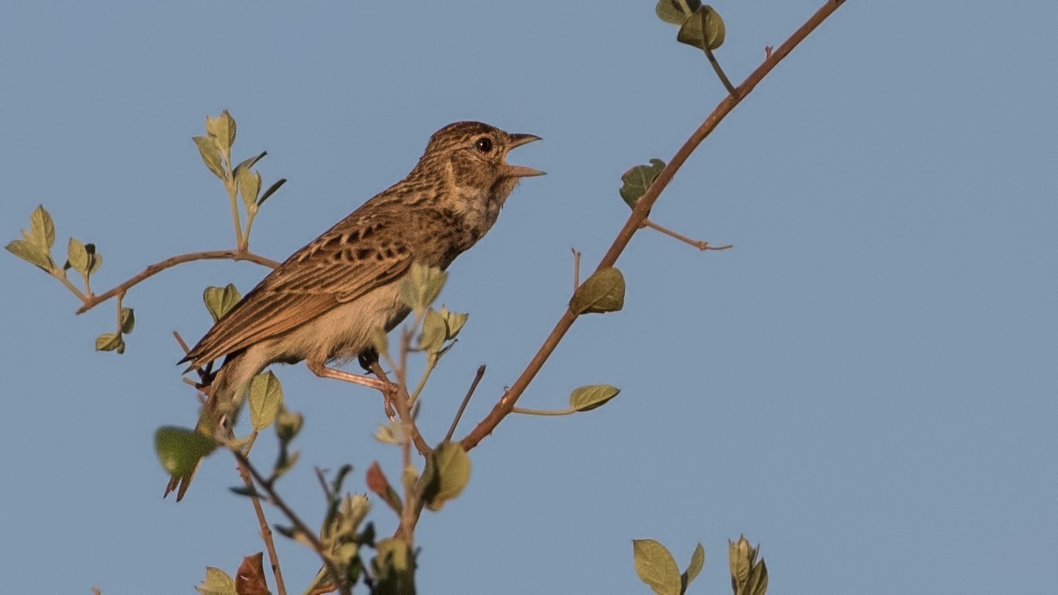 Monotonous Lark — Ana fotoğraf