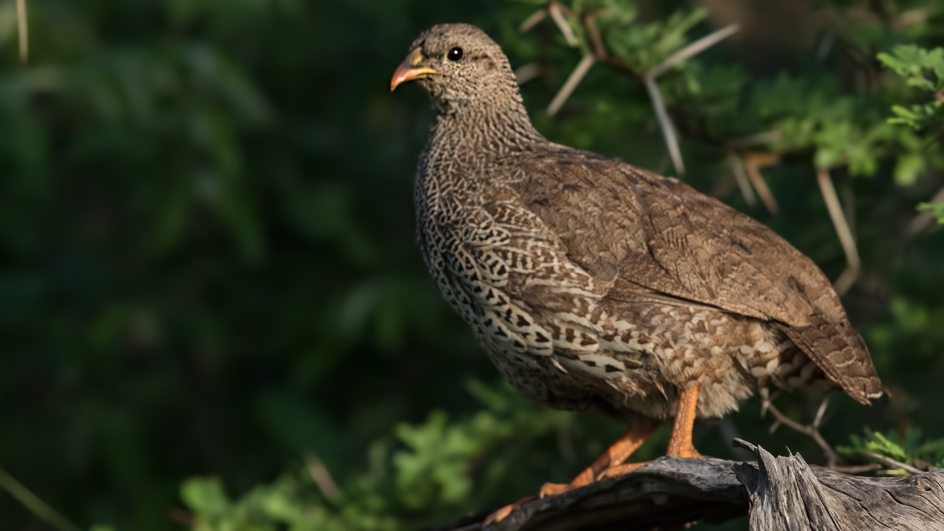 Natal Francolin — Ana fotoğraf