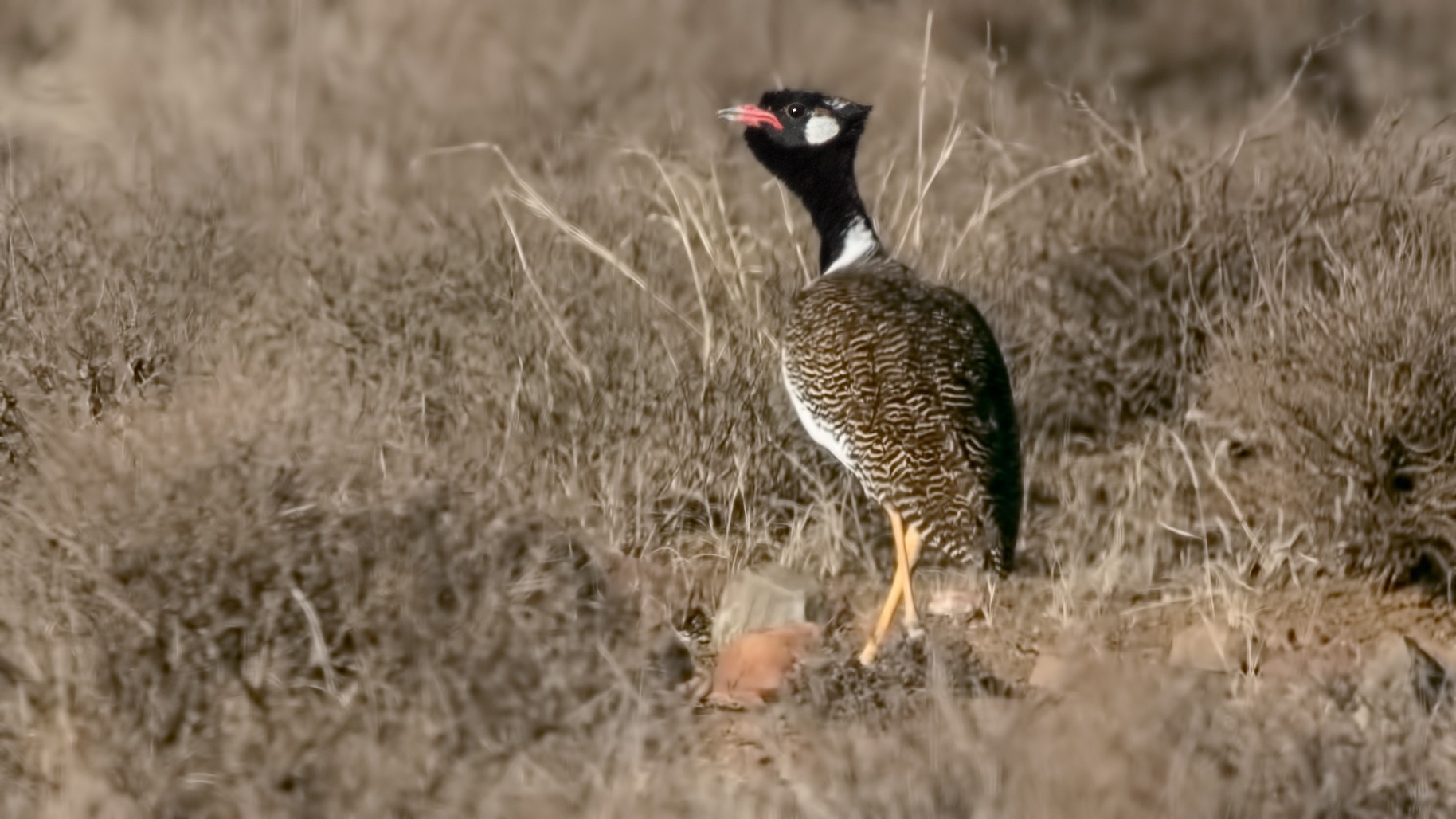 Northern Black Bustard