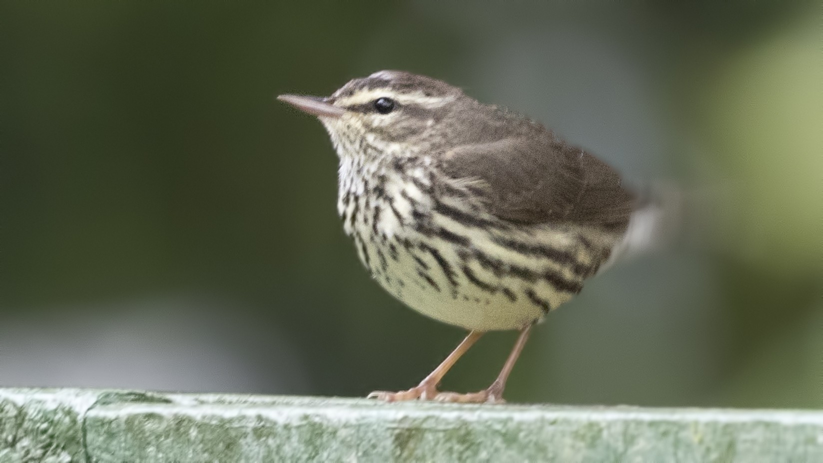 Northern Waterthrush