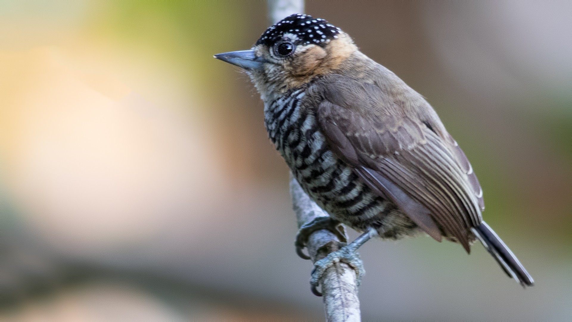 Ochre-collared Piculet — Ana fotoğraf