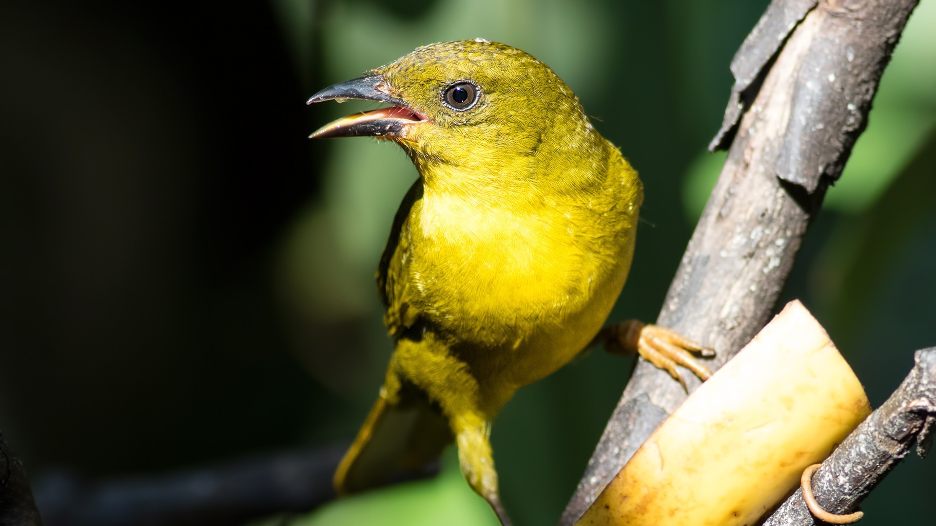 Olive-green Tanager — Ana fotoğraf