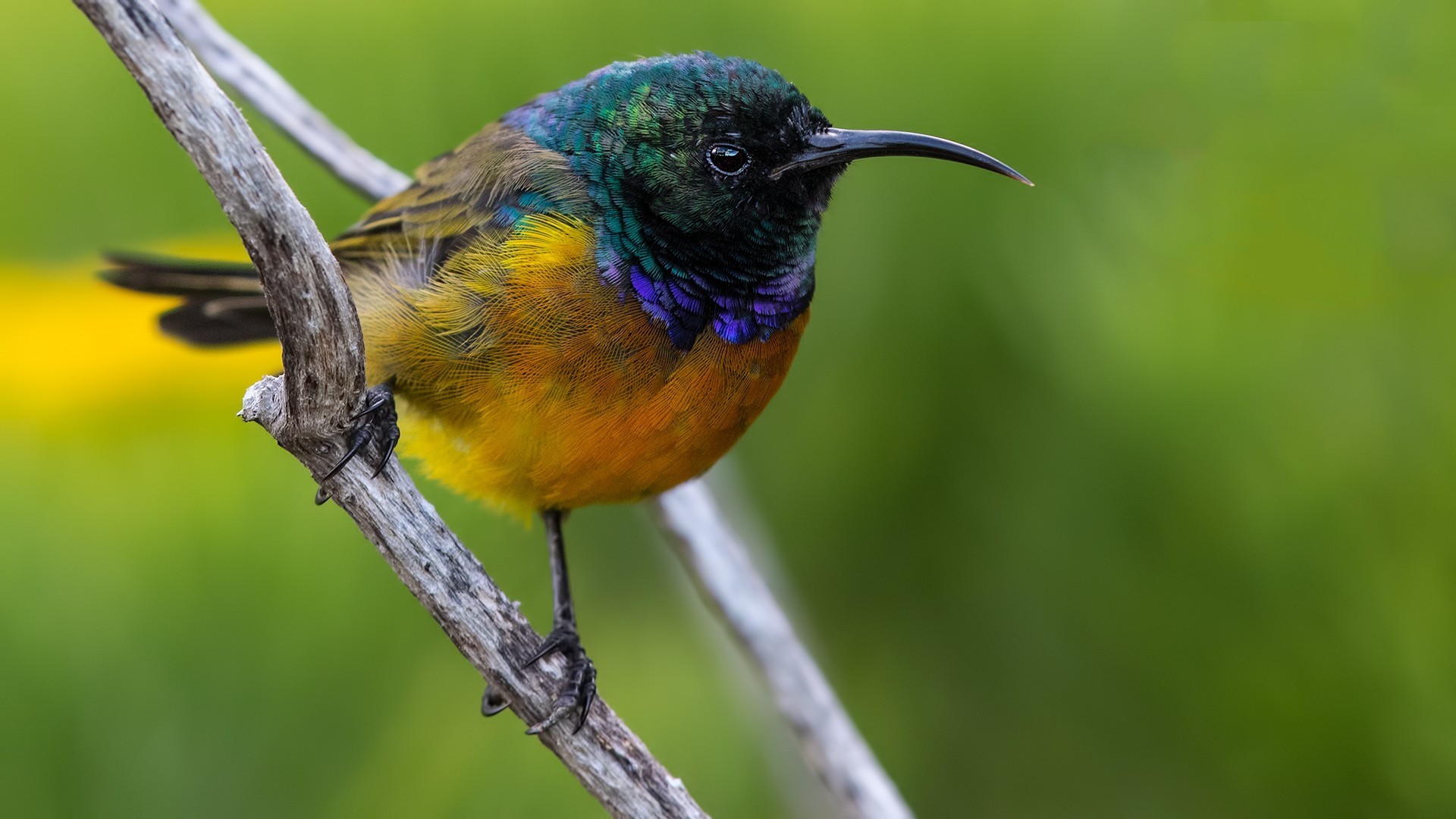 Orange-breasted Sunbird