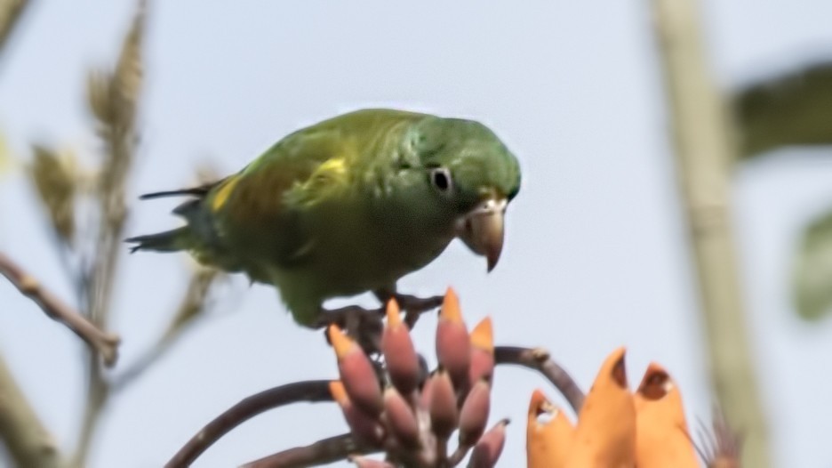 Orange-chinned Parakeet