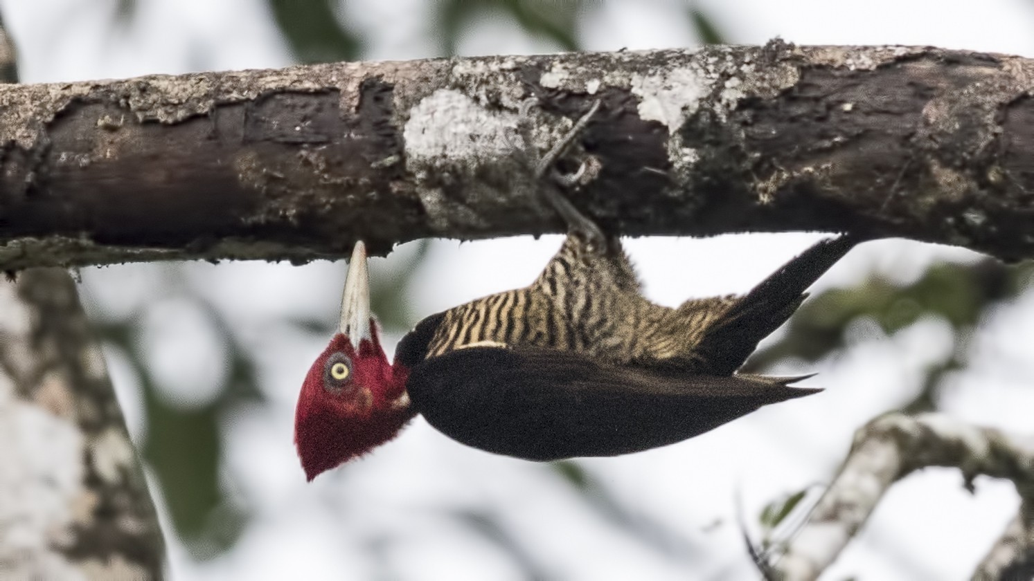 Pale-billed Woodpecker
