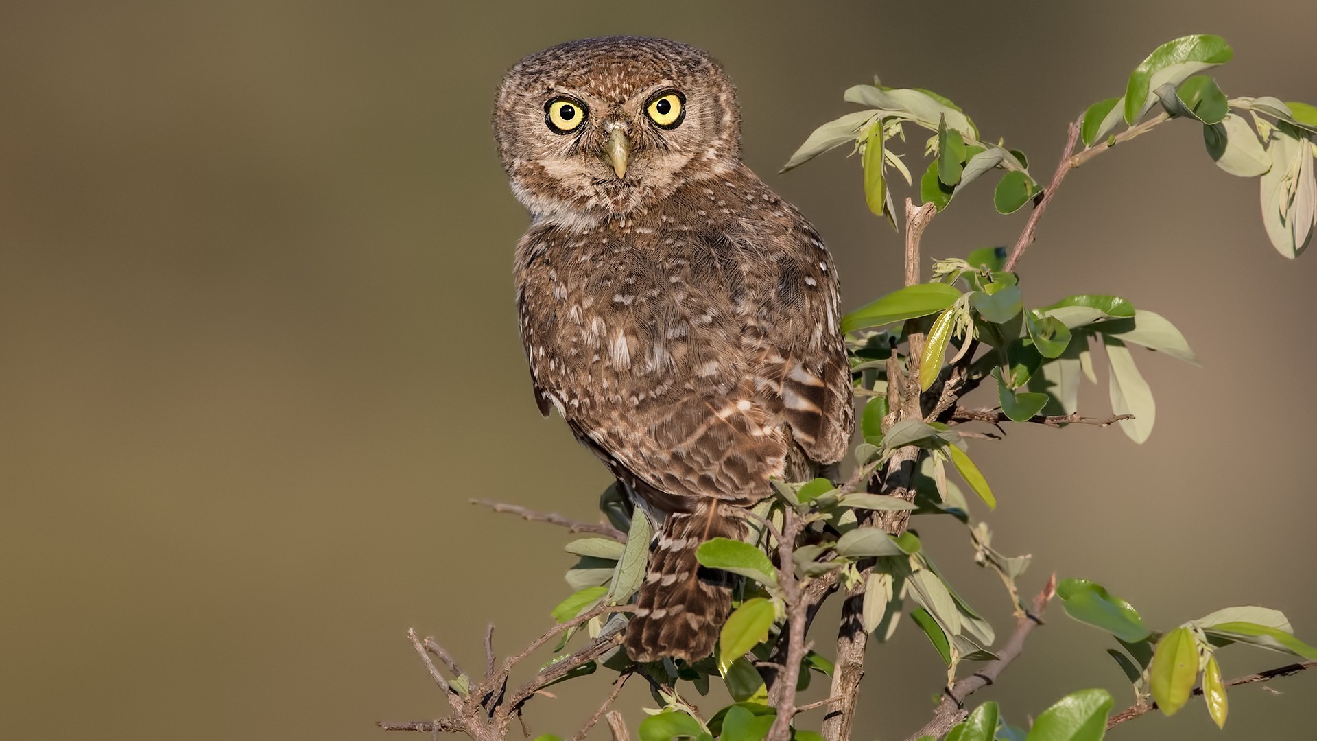 Pearl-spotted Owlet
