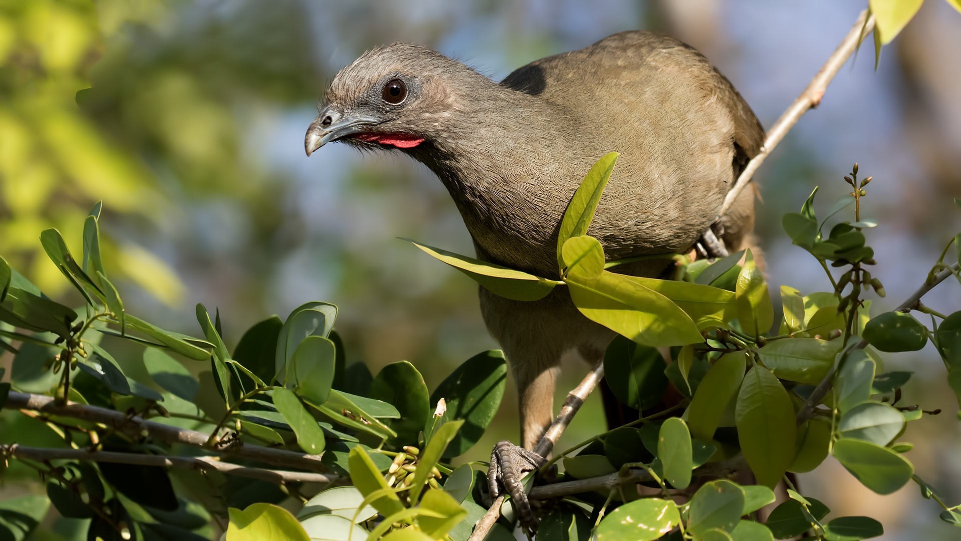 Plain Chachalaca — Ana fotoğraf