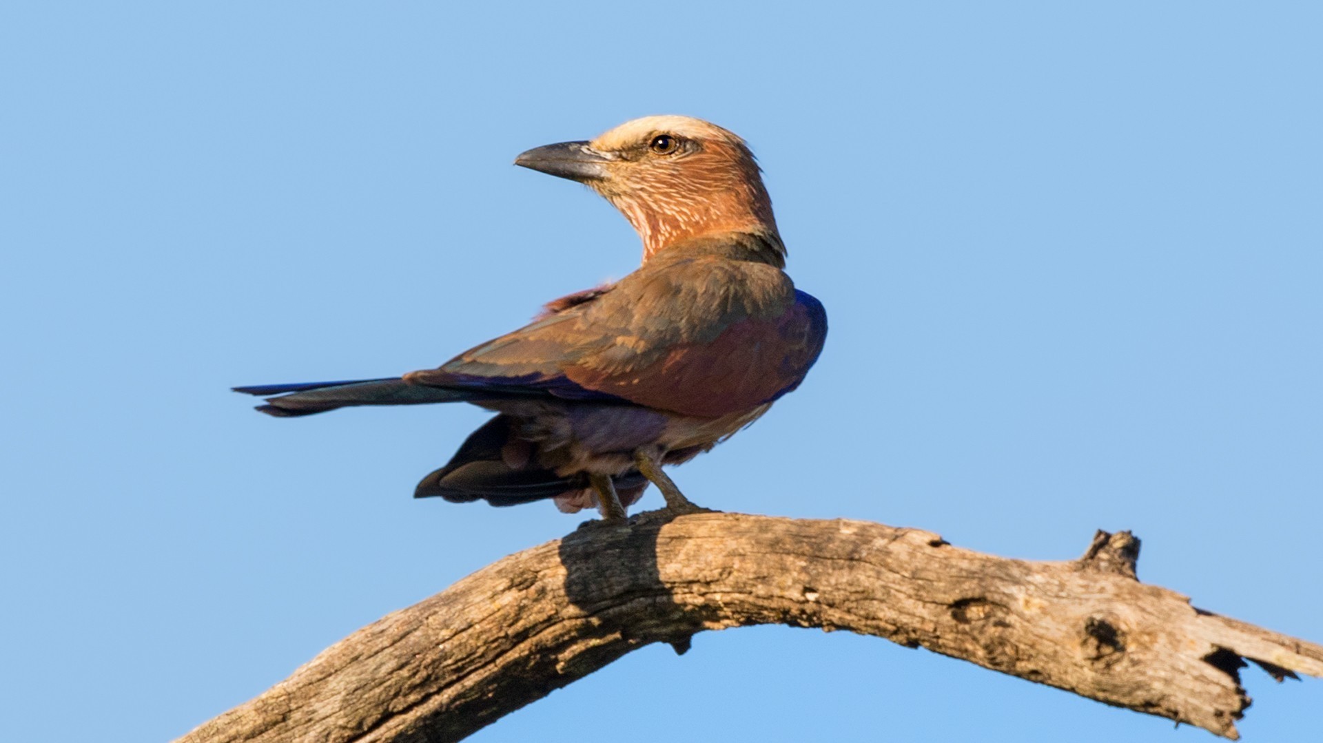 Purple Roller — Ana fotoğraf
