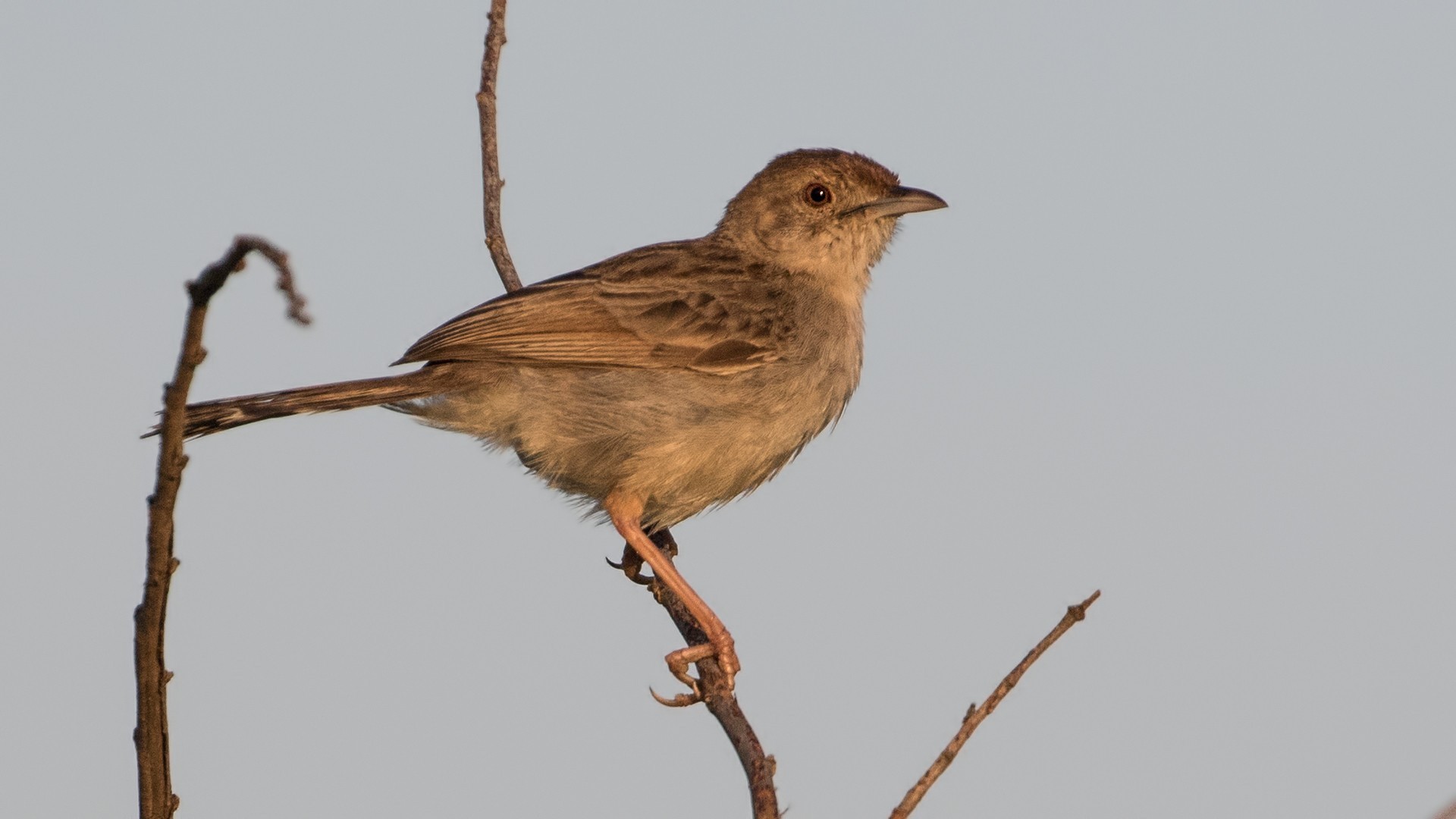 Rattling Cisticola
