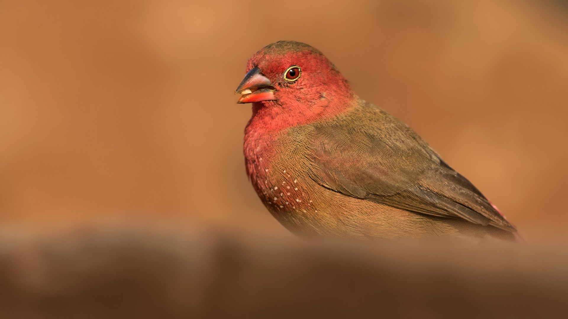 Red-billed Firefinch