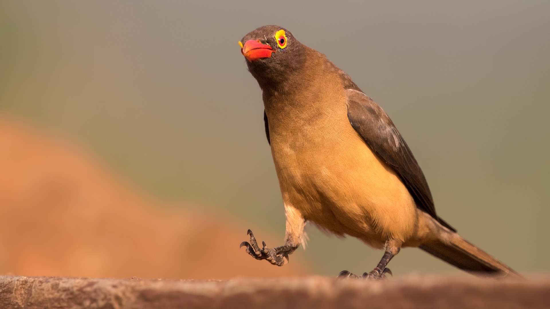 Red-billed Oxpecker
