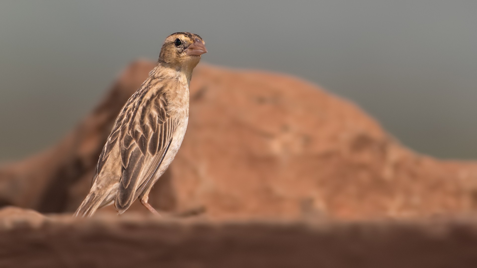 Red-billed Quelea