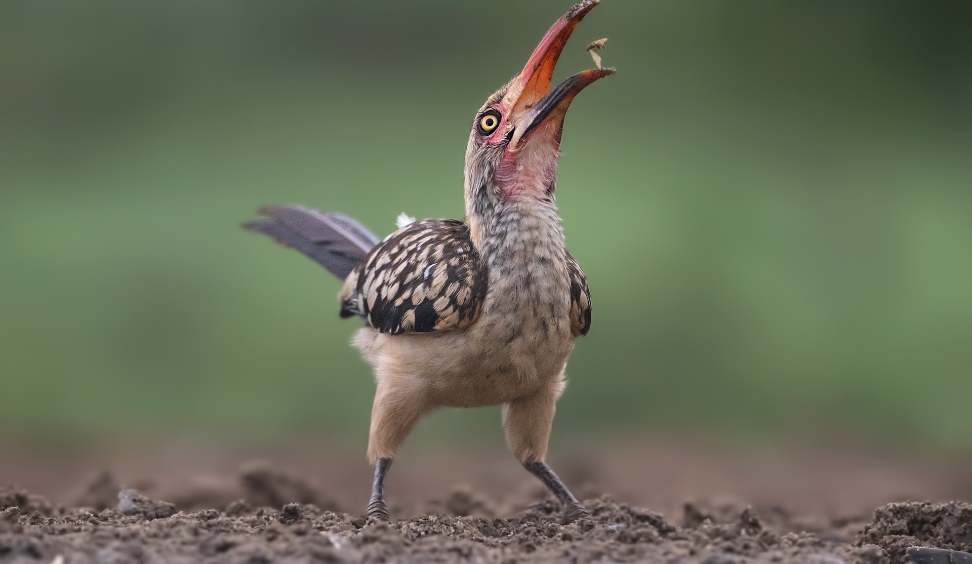 Red-billed Hornbill