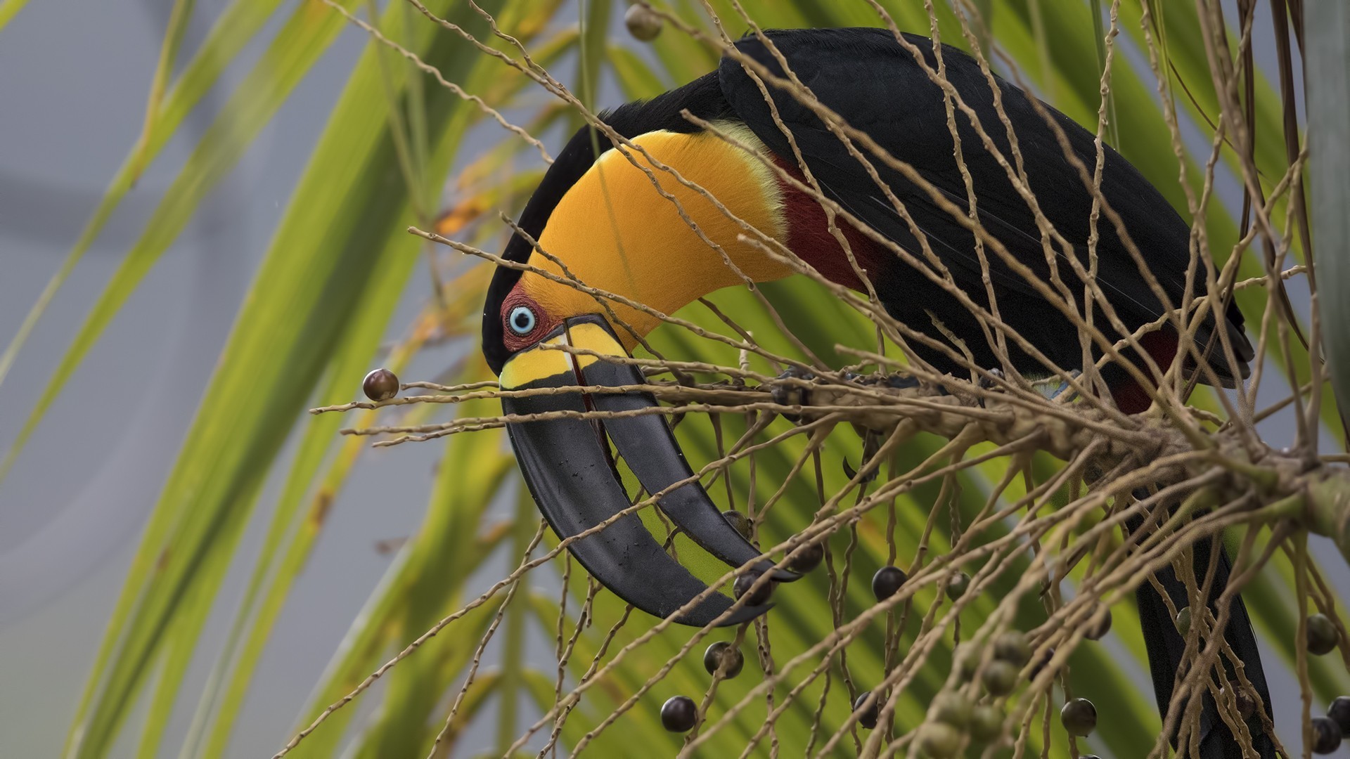 Red-breasted Toucan