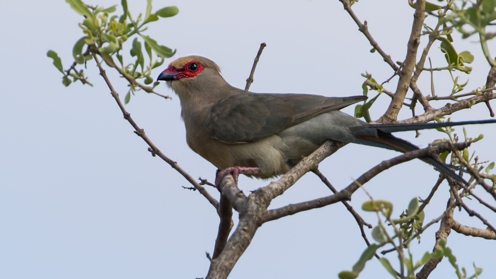 Red-faced Mousebird — Ana fotoğraf