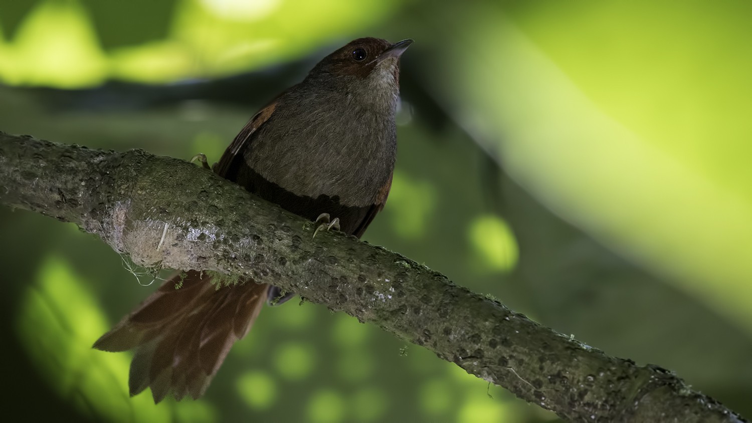 Red-faced Spinetail