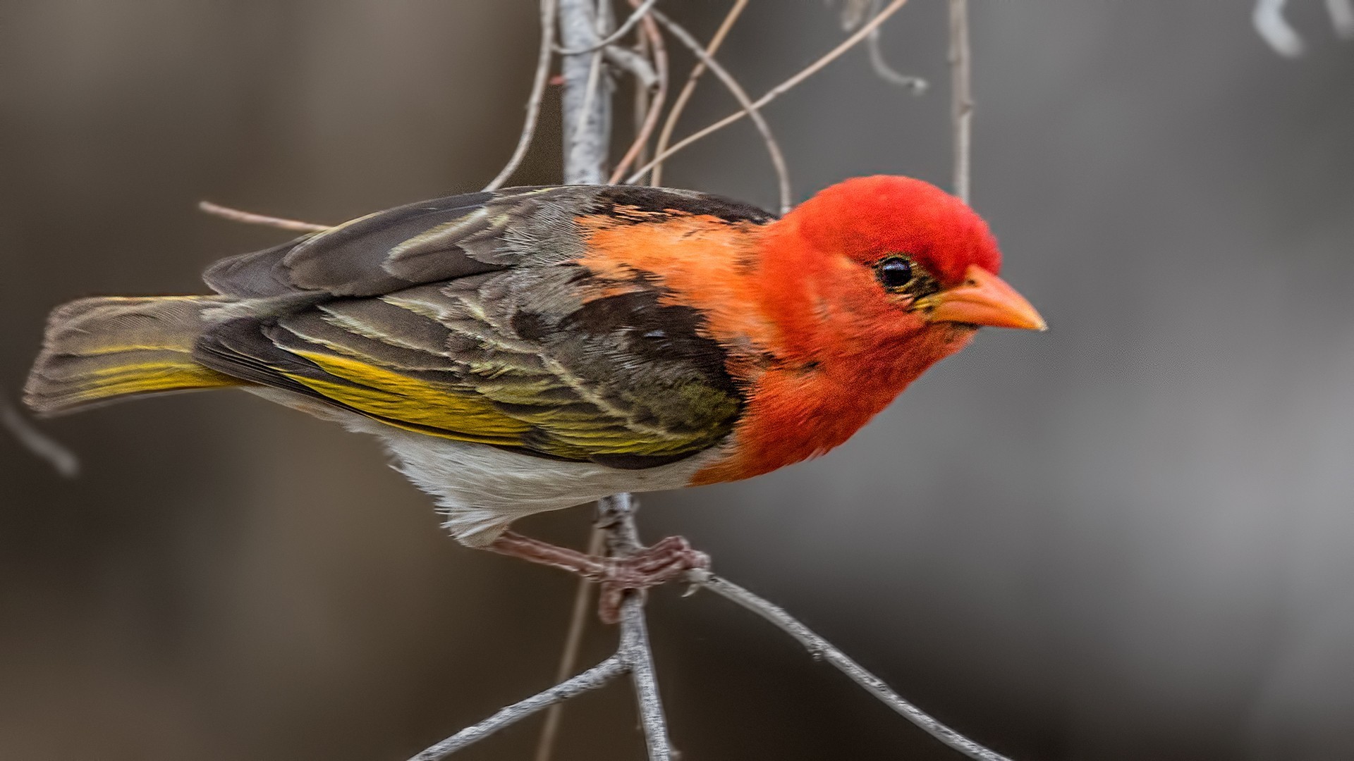Red-headed Weaver — Ana fotoğraf
