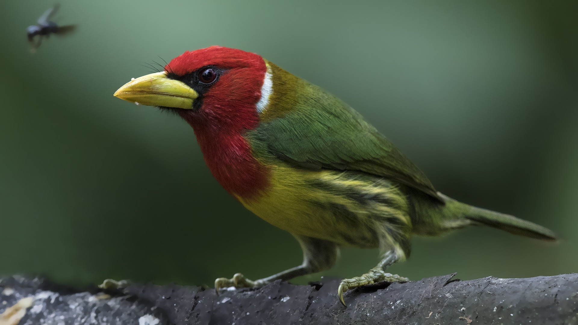Red-headed Barbet