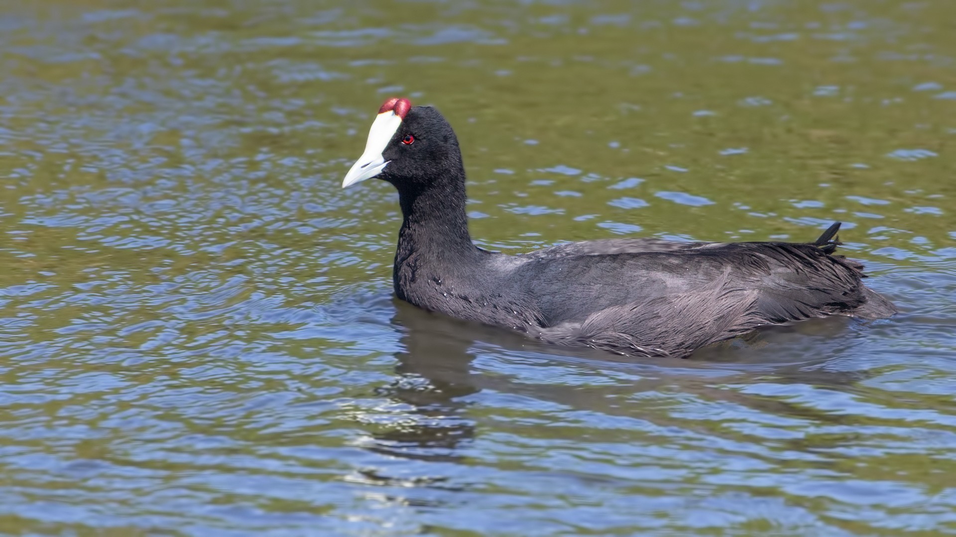 Red-knobbed Coot — Ana fotoğraf