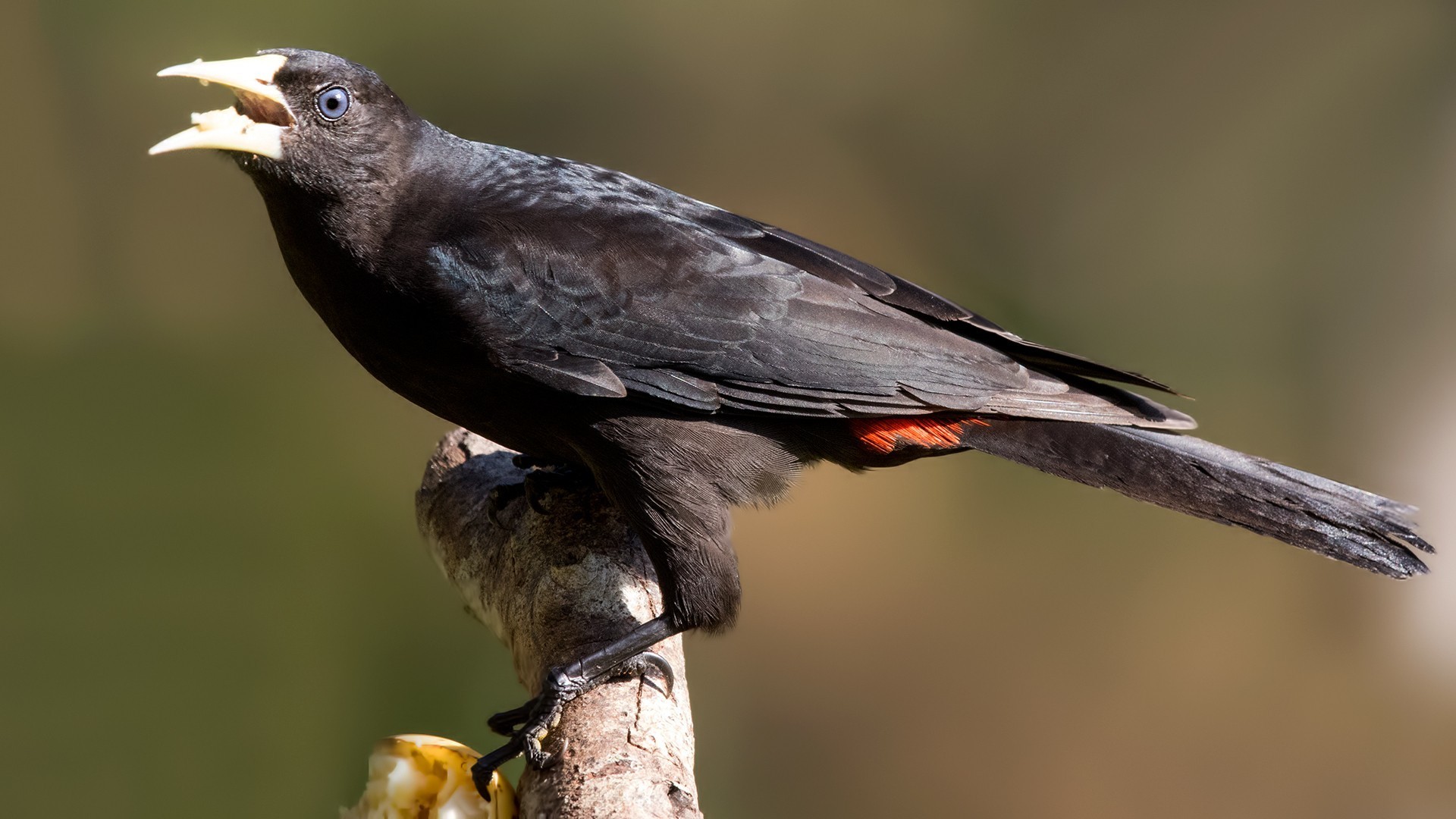 Red-rumped Cacique