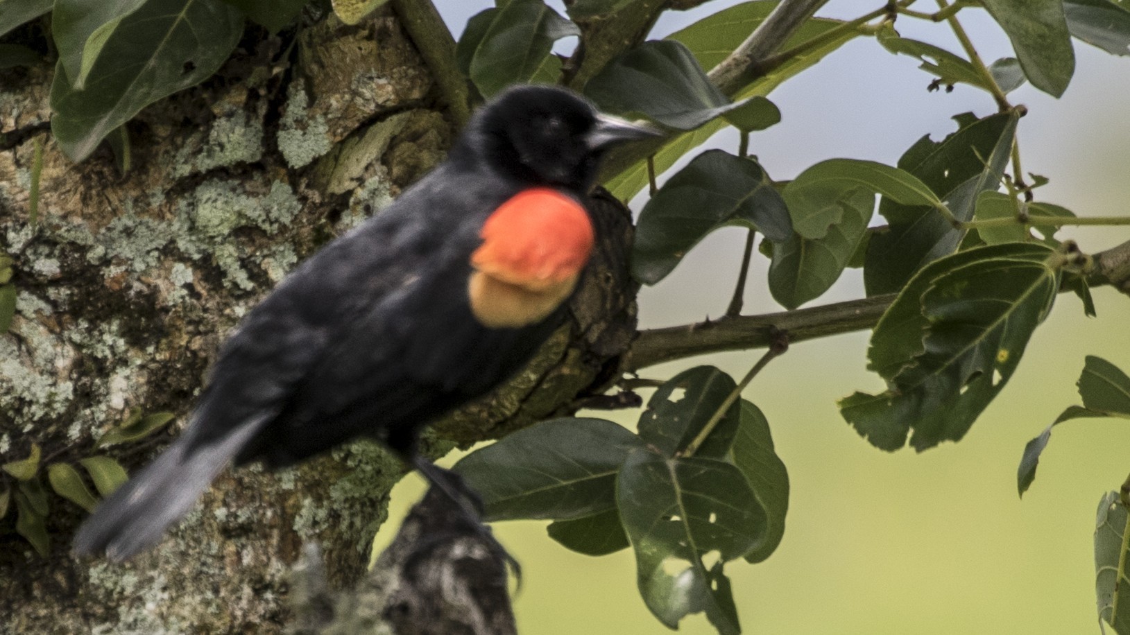 Red-winged Blackbird — Ana fotoğraf
