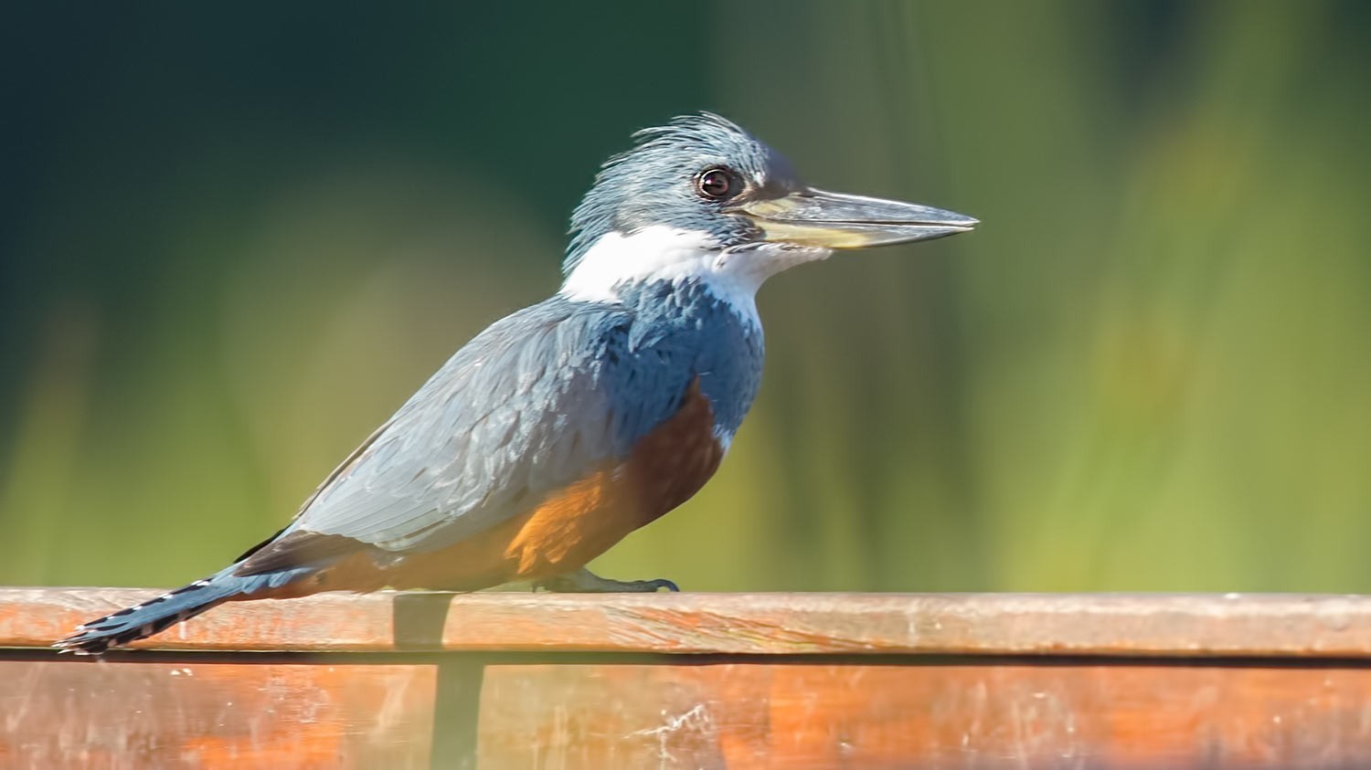 Ringed Kingfisher
